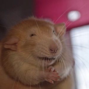 Meet your Posher, Jake